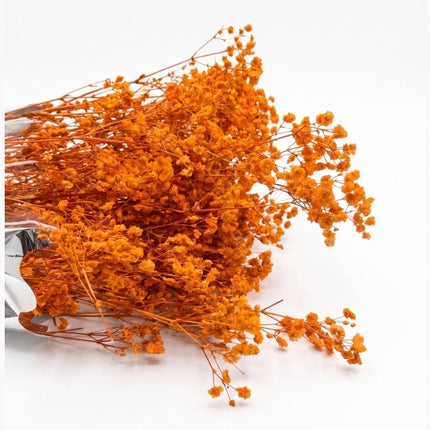Preserved Baby's Breath Orange