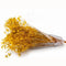 Preserved Baby's Breath Yellow