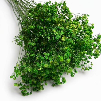 Preserved Baby's Breath Green - CocoBam