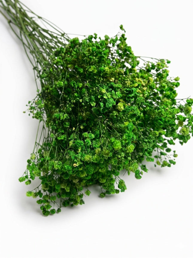 Preserved Baby's Breath Green - CocoBam