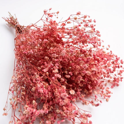 Preserved Baby's Breath Pink - CocoBam