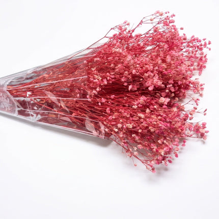 Preserved Baby's Breath Pink - CocoBam