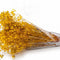 Preserved Baby's Breath Yellow - CocoBam