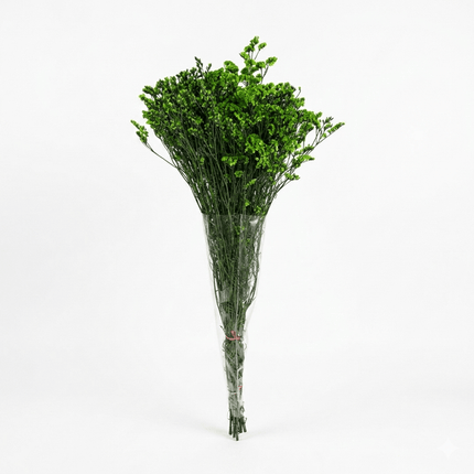 Preserved Crystal Grass (Limonium Caspia) Green - CocoBam