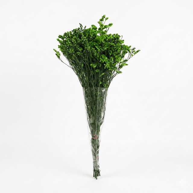 Preserved Crystal Grass (Limonium Caspia) Green - CocoBam